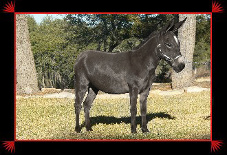 Itsy Bitsy Burro Co.'s Choice left side view
