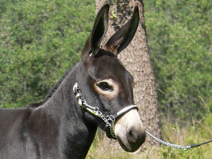 Itsy Bitsy Burro Co's Her Majesty close-up
