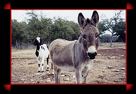 Some donks are great for guarding smaller livestock