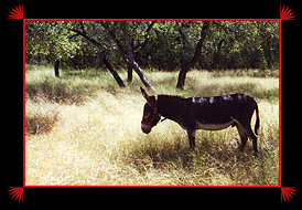 Donkey under a tree