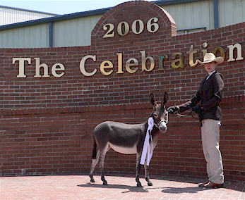 4th place Jennet, 2006 NMDA Miniature Donkey National Show