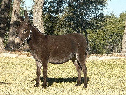 Itsy Bitsy Burro Co's Her Majesty left view