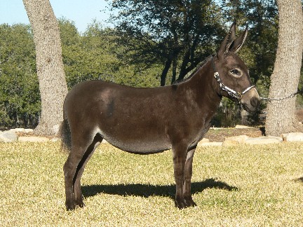 Itsy Bitsy Burro Co's Her Majesty right view