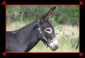Itsy Bitsy Burro Co's Miz. Pucci left side face view