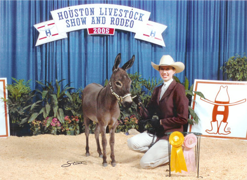 Shamrock receiving 3rd Place 2005 Houston Livestock Show, Showmanship